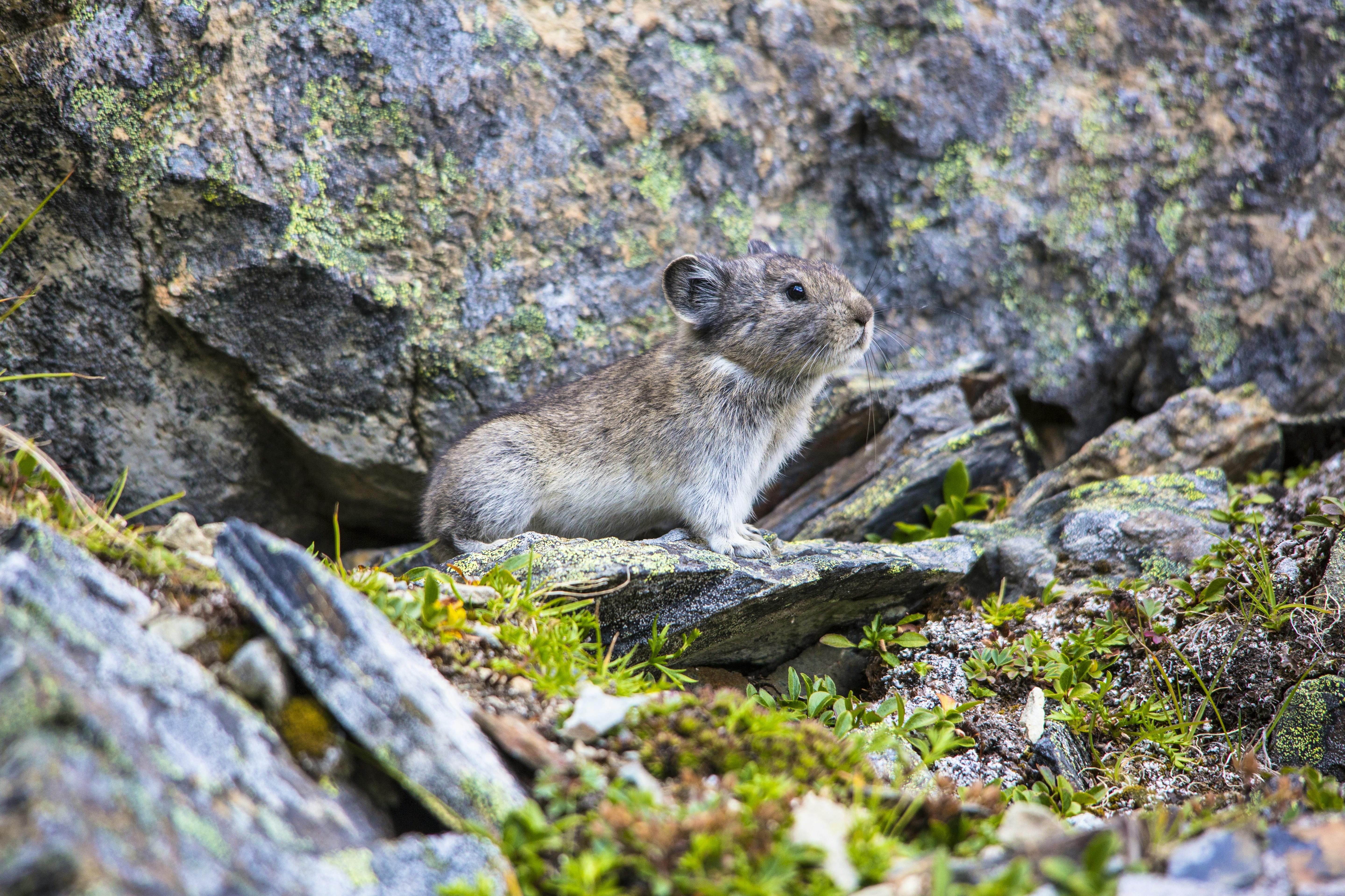 2015.09.17 - Collared Pika in profile - Wrangell-St Elias National Park Alaska - Jacob W. Frank - NPS